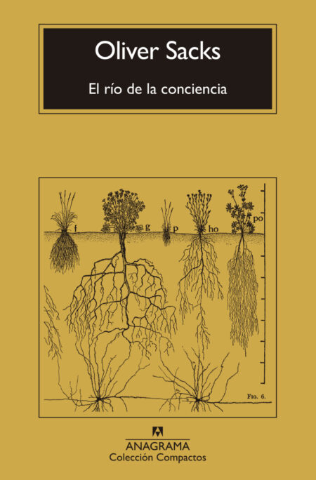El río de la conciencia
